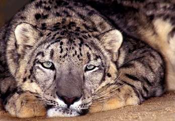 USA, California, Los Angeles Count. Close-up of snow leopard at Wildlife Waystation animal rescue facility. 