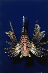 Monterey Bay Aquarium, Lionfish