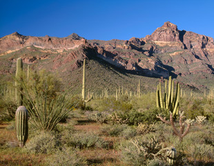 USA, Arizona, Organ Pipe Cactus National Monument, Organ pipe, saguaro and cholla cacti grow on...