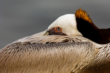 USA, California, La Jolla, Brown Pelican