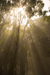 NA, USA, California, Los Osos, Montana Del Oro State Park, Sunlight streaming through Eucalyptus Trees 