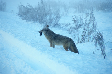 California: Yosemite National Park, coyote (Canis latrans) in snow with mouse in mouth, December