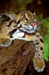 USA, California, Los Angeles County. Close-up of a clouded leopard on dead log at Wildlife Waystation rescue facility. (captive) 