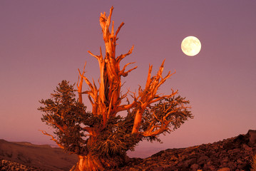 USA, California, Inyo National Forest, White Mountains. Full moon rising behind ancient Bristlecone...