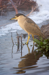 USA, California, Santee Lakes, Black-crowned Night Heron