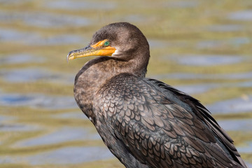 USA - California - San Diego County - Double-crested Cormorant