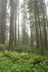 Fototapeta premium Redwoods, Lady Bird Johnson Grove in fog, Prairie Creek Redwoods State Park, Redwoods National and State Parks, California