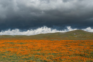 California Poppies (escholzia californica) bloom beneath stormy clouds in Antelope Valley Poppy Reserve, Lancaster, California.
