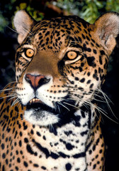 Fototapeta na wymiar USA, California, Los Angeles County. Portrait of jaguar adult at Wildlife Waystation animal rescue facility. (Rescue) 