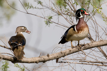 USA - California - San Diego County - pair of Wood Ducks