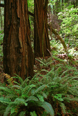 Fototapeta premium Muir Woods, Marin Headlands, California