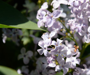 Fototapeta na wymiar Beautiful purple lilac flowers outdoors.