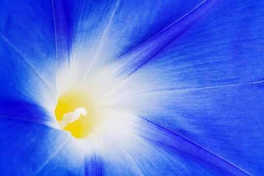 USA, California, Owens Valley. Morning Glory Flower Close-up. 