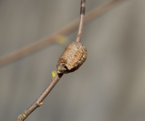 Ootheca mantis on the branches of a tree. The eggs of the insect