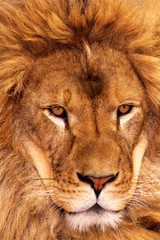 USA, California, Los Angeles County. Portrait of African lion male at Wildlife Waystation. (Wildlife Rescue) 