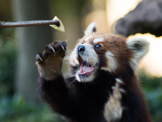 レッサーパンダ