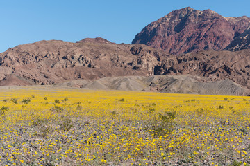 California. Death Valley's super bloom in 2016 exploded with both Desert sunflowers and Desert...