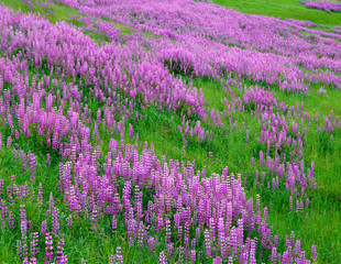 USA, California, Redwood National Park, Meadow of blooming riverbank lupine (Lupinus rivularis) and...