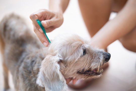 Close up woman applying tick and flea prevention treatment and medicine to her dog or pet..