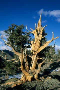 Bristlecone Pine (Pinus longaeva) White Mountains, California.
