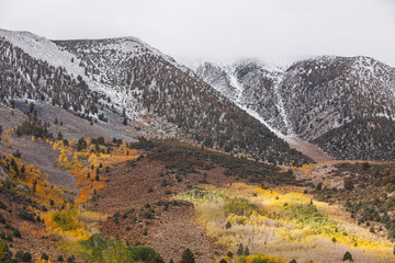Hilton Creek hillside and Fall Color at the first snow