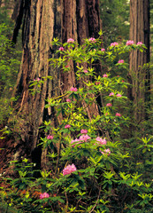 Colorful rhododendrons blooming in the redwood groves of in Redwood National Park, California, USA.