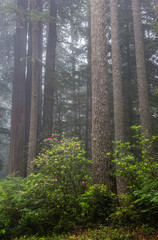 Fototapeta premium California, Del Norte Coast Redwoods State Park, redwood trees with rhododendrons