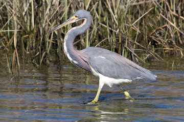 USA - California - San Diego County - Tricolored Heron