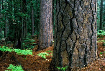 North America, USA, California, Yosemite National Park. Pine forest