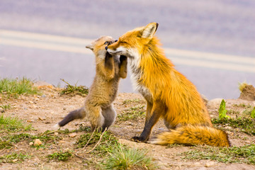 USA, Colorado, Breckenridge. Red fox mother with playful kit. 
