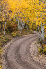 Naklejka premium Rural forest service road and golden aspen trees in fall, Sneffels Wilderness Area, Uncompahgre National Forest, Colorado