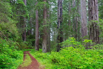 Fototapeta na wymiar California, Del Norte Coast Redwoods State Park, Damnation Creek Trail and Redwood trees