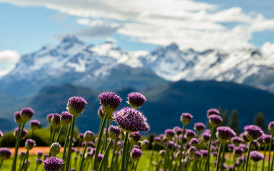 Wild flowers fields in Patagonia Argentina with mountains background