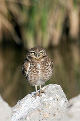 USA - California - Imperial County - Salton Sea area - Burrowing Owl