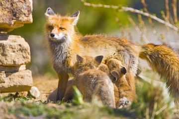 USA, Colorado, Breckenridge. Red fox mother with feeding kits. 