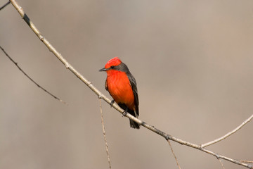 USA - California - San Diego County - Vermilion Flycatcher sitting on branch
