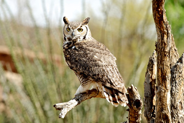 The great horned owl (Bubo virginianus), also known as the tiger owl, is a large owl native to the North America.