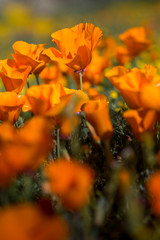 USA, California. Detail of California Poppy (Eschscholzia californica) in a field of poppies blooming in early spring in Antelope Valley