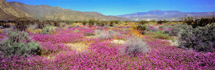USA, California, Anza-Borrego DSP. Purple sand verbena carpets Anza-Borrego Desert State Park,...