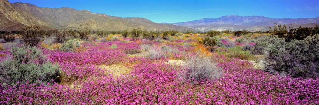 USA, California, Anza-Borrego DSP. Purple sand verbena carpets Anza-Borrego Desert State Park, California.