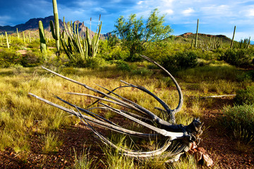 Organ Pipe Cactus National Monument, Ajo Mountain Drive winds through the desert forest of Saguaro...
