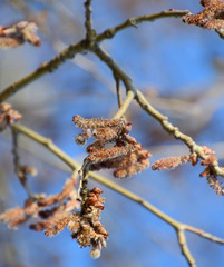 Blooming silver poplar. Silver poplar tree in spring. Poplar