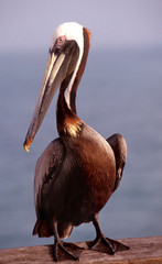USA, California, Santa Barbara, Brown Pelican