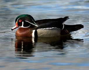 USA, California, Santee Lakes, Wood Duck
