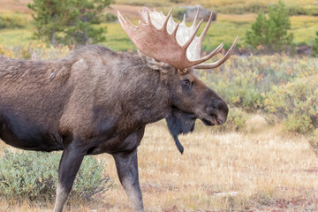 Naklejka na ściany i meble USA, Colorado, Cameron Pass. Close-up of bull moose with antlers. 