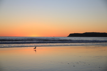 Coronado, California. Seagull, surf, and a sunset, at Coronado Central Beach