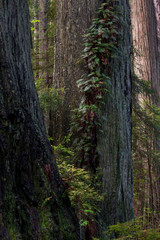 Obraz premium Usa, California. Coastal Redwood (Sequoia sempervirens) forest