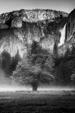 Usa, California. Yosemite National Park. Black And White Image Of Mist Among The Oak And Pines In A Meadow Below.