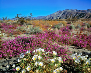 Obraz premium USA, California, Anza-Borrego DSP. Dune evening primrose and sand verbena create a stunning bouquet in Anza-Borrego Desert State Park, California.