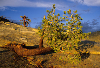 Jeffrey Pine tree, (Pinus jeffreyi), prostrate form, 8000', Yosemite National Park, California.